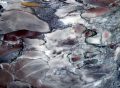 Breccia-Capraia-105x61-Polished-RM00251-close-up-1.jpg